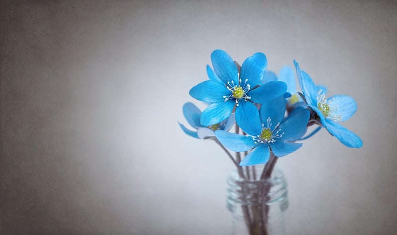 Edible Flowers