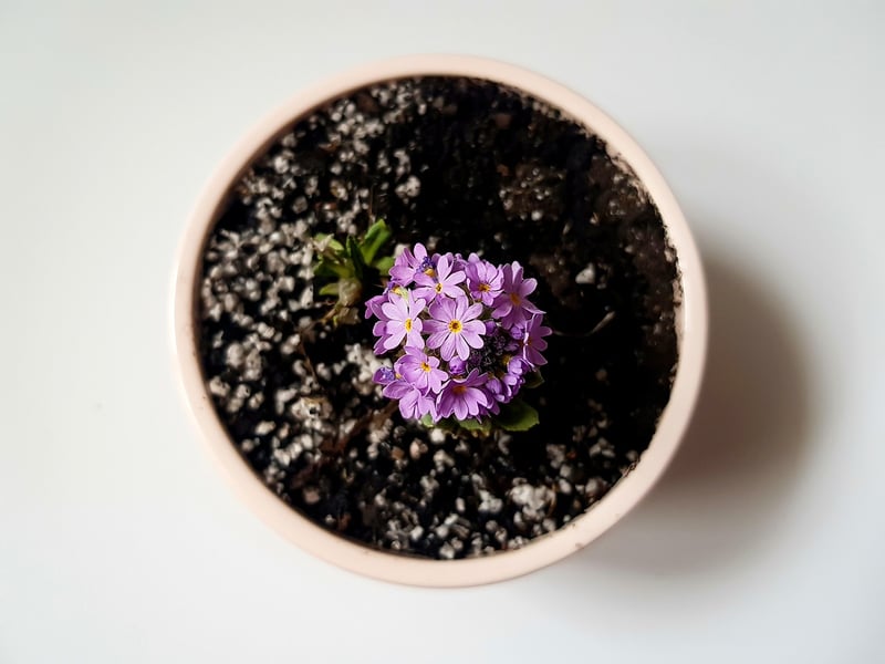 Windowsill Plants